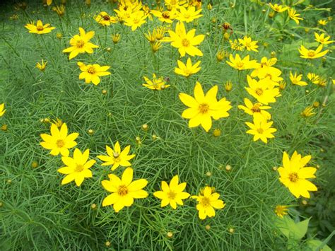 Garden Beauty: Tickseed Coreopsis lanceolata