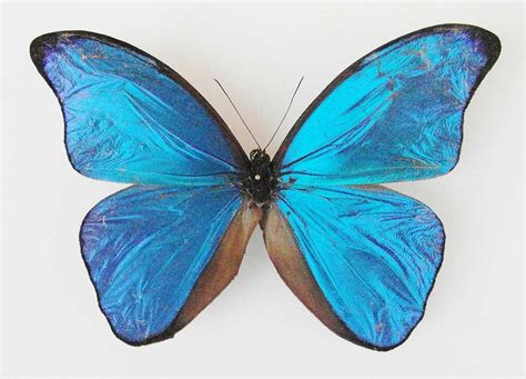 Morpho menelaus menelaus SUPERABERRATION male - AUREUS butterflies ...