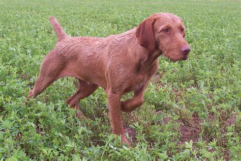 Hungarian Wirehaired Vizsla Dog Breed Puppies