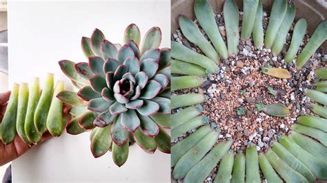 Succulent Leaf Propagation Observations - Sucs for You!