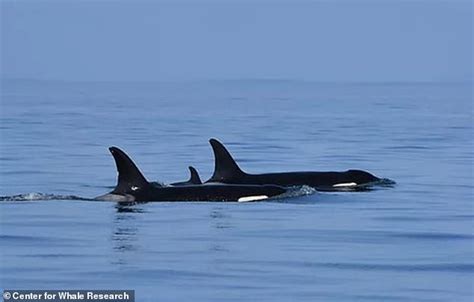 21 year-old Orca Mourning her DеаԀ Calf for 17 Days, Gives Birth Again - Exgenus