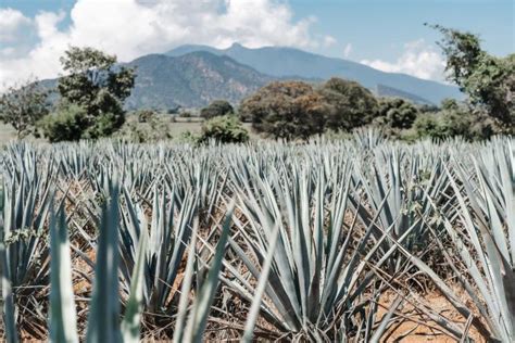 Agave: The Plant That Keeps on Giving (and Drinking!)