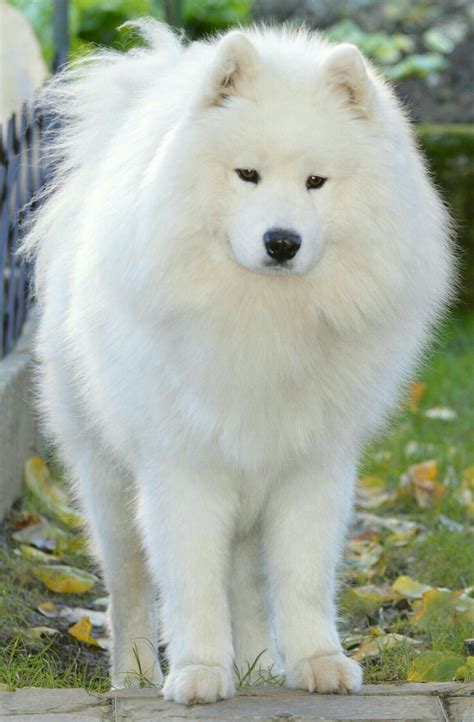 Pin by An Nushka on Jetzt wird's tierisch... | Samoyed dogs, Cute baby dogs, Beautiful dogs