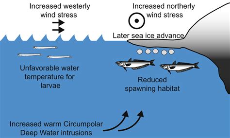 Antarctic Silverfish Reproduction | Virginia Institute of Marine Science