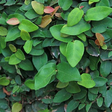 Ficus Pumila: How To Care Of Creeping Fig