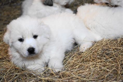 Great pyrenees mix puppies mn