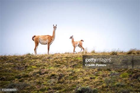 Guanacos Patagonia Photos and Premium High Res Pictures - Getty Images