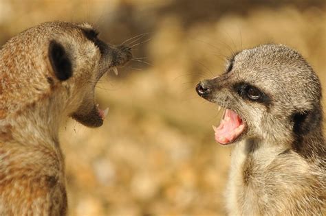 Meerkats Fighting | Flickr - Photo Sharing!