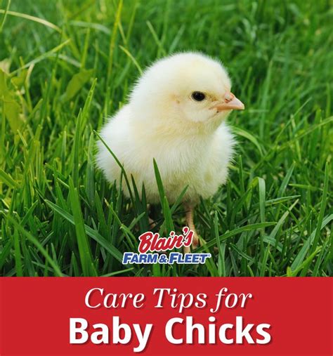 Care Tips For Baby Chicks | Blain's Farm & Fleet Blog | Baby chicks, Baby chicks raising, Chicks