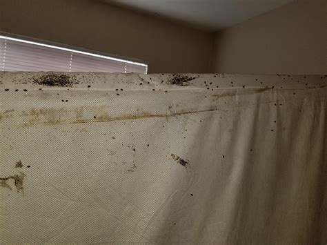 Awful Bed Bug Infestation. : r/oddlyterrifying