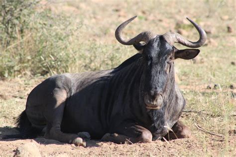 "I'm a Gnu... a ga-nother gnu!" Wildebeest at rest, Pilanesberg, May 2014 (With apologies to ...