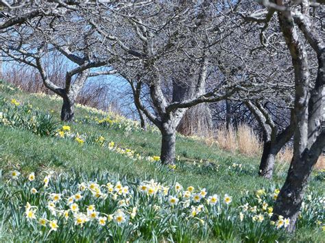 See Highland County: Spring Orchard