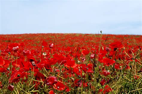 Poppy field Free Photo Download | FreeImages