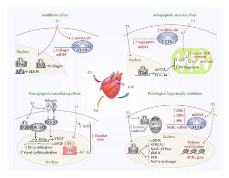 Schematic representation of cardioprotective mechanisms of T3. Coloured... | Download Scientific ...