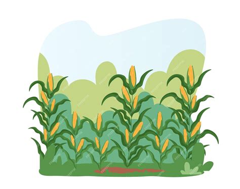 Premium Vector | Corn field landscape farm land with ripe plants ready for harvesting autumnal ...