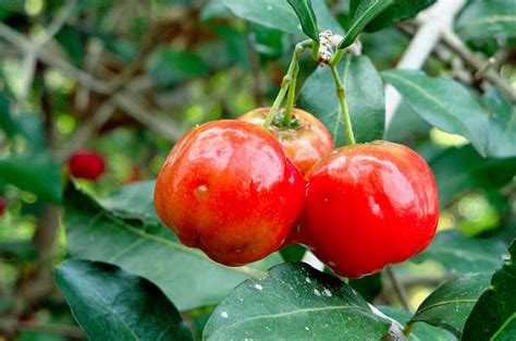 Acerola Fruit Offers An Array Of Health Benefits - Mr. Ros Health News ...