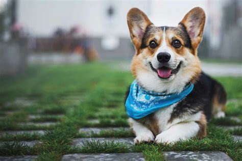 Pembroke Welsh Corgi Dog Names | Popular Male and Female Names | Wag!