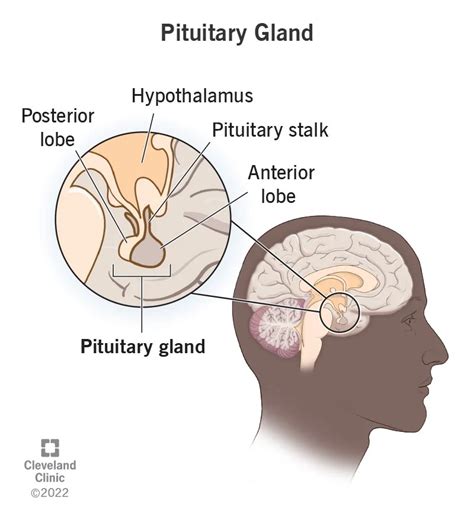 Pituitary gland: what it is, function and anatomy (2023)