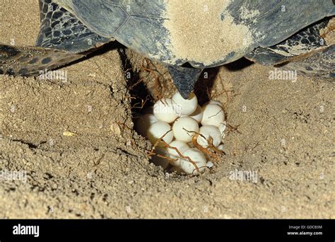 Hawksbill Sea Turtle Laying Eggs