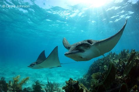 Bimini Scuba Diving: Hammerheads and More!