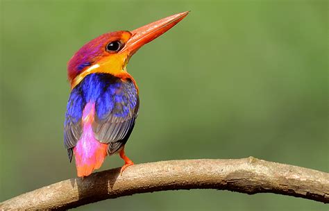 The Coolest Kingfishers from Six Continents