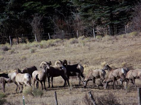 Observing Wildlife in Colorado - 4UR Ranch - A Colorado Dude Ranch