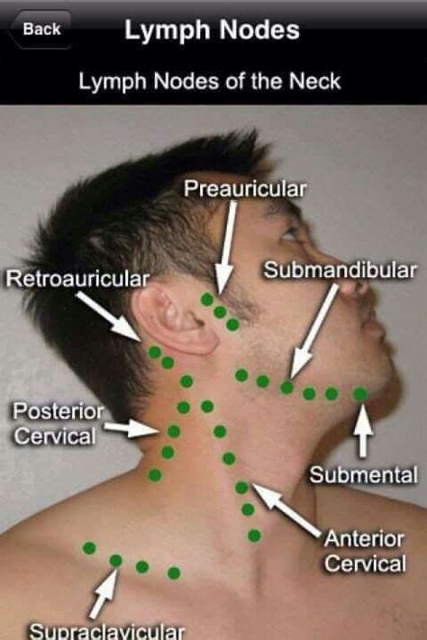 Lymph Nodes of the neck | Medical knowledge, Medical education, Family nurse practitioner