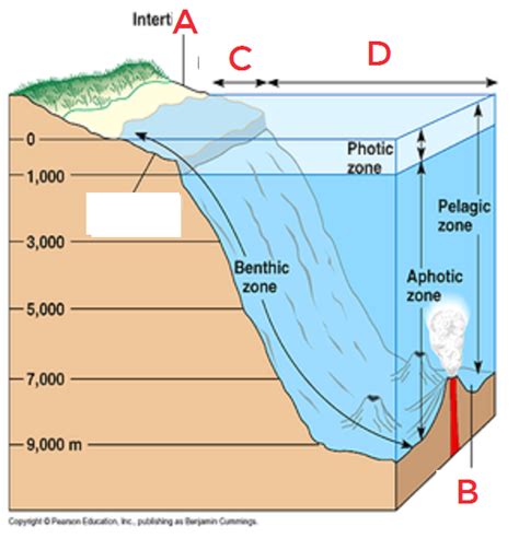 Aquatic Succession