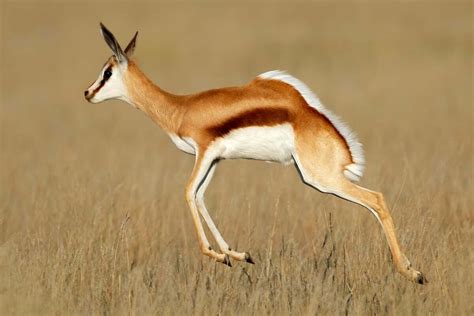 Springbok Symbolism - Spirit Animal Totems