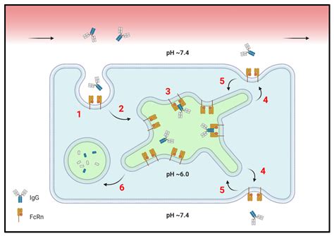 IJMS | Free Full-Text | In Translation: FcRn across the Therapeutic Spectrum