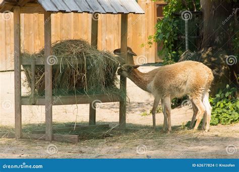 Animals Eat from a Feeding Trough Stock Photo - Image of cattle, barley ...