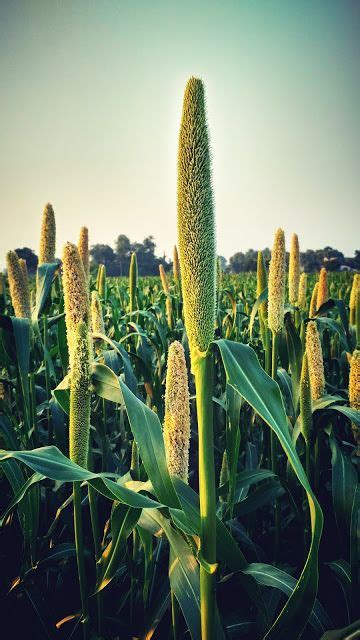 Bajra Variety | Millet plant, Millet, Pearl millet