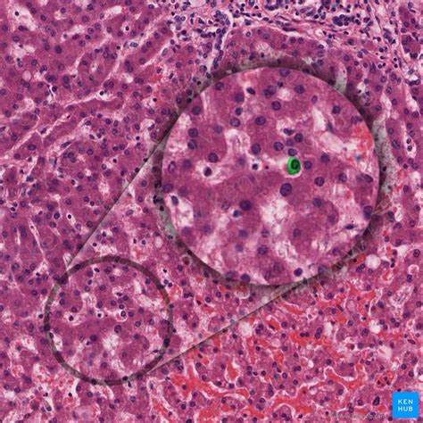 Liver Cell Structure