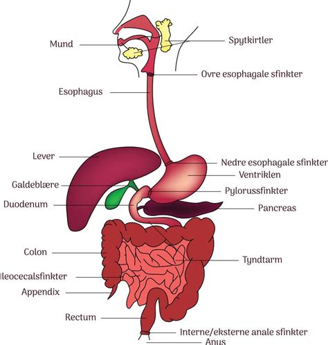 Internal human Digestive system anatomy illustration line art with labels 21860942 Vector Art at ...