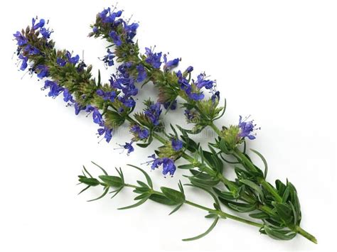 Hyssop plant stock photo. Image of healthy, culture, beauty - 10772212