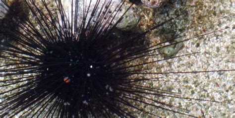 Long spined sea urchin | Oceanarium, the Bournemouth Aquarium