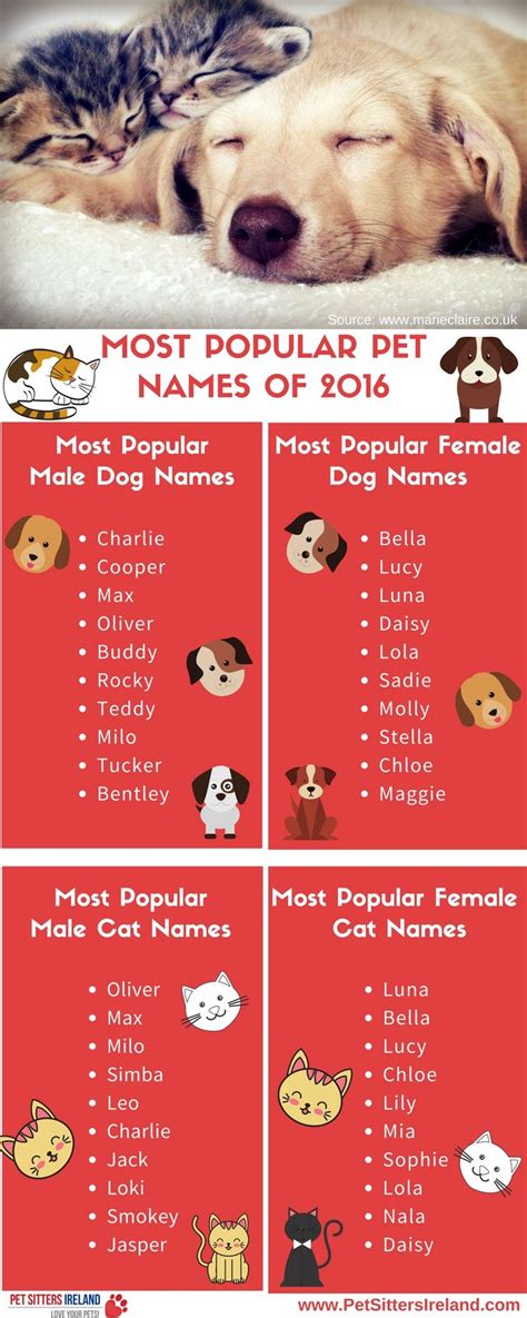 Most Popular Pet Names Of 2016 For Cats and Dogs | Pet names, Dog names ...