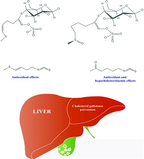 Antioxidant and hypocholesterolemic effects of glucoraphasatin,... | Download Scientific Diagram