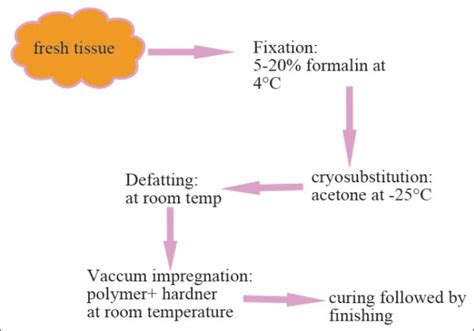 Flow diagram depicting the steps in plastination process | Download Scientific Diagram