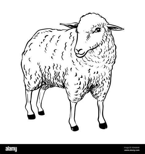 Hand drawing of Cartoon Sheep, Sketch design for coloring book.Vector ...