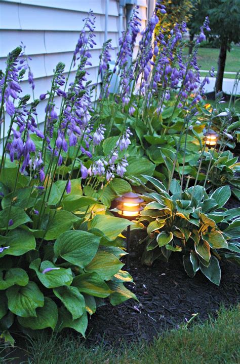 My Free Hosta Garden (and How to Get One!) from Thrifty Decor Chick