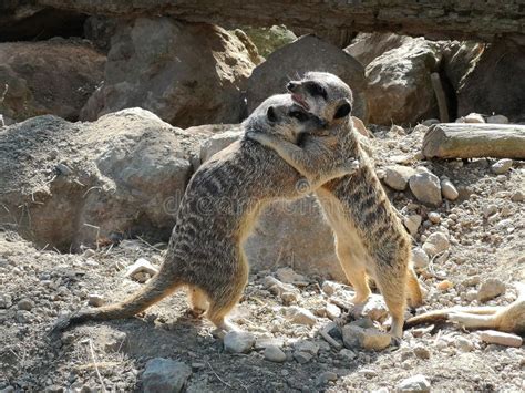 Meerkat stock photo. Image of meerkat, animal, fight - 128253772