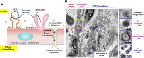 Transcytosis - An effective targeting strategy that is complementary to “EPR effect” for ...