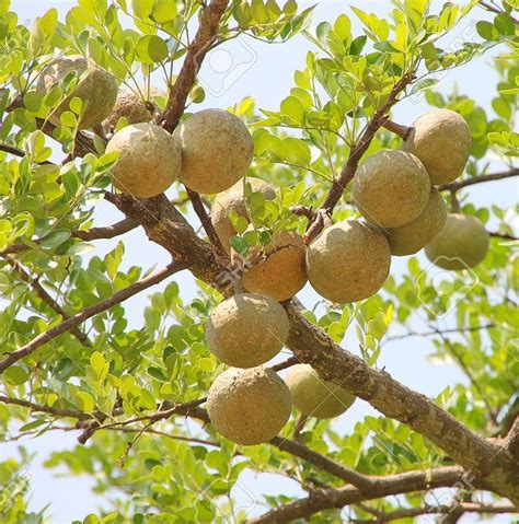 Amazon.com: Bael Fruit Tree 8 Seeds - Aegle - Wood Apple : Patio, Lawn ...