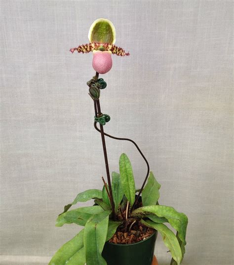 Paphiopedilum liemianum care and culture | Travaldo's blog