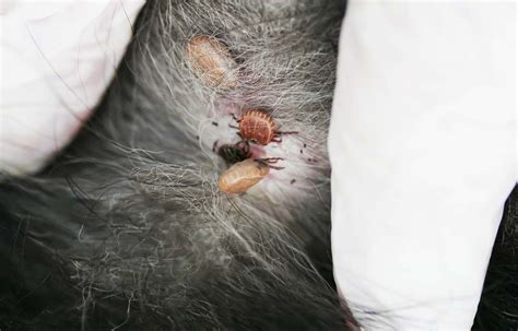 9 Common Skin Problems in Dogs (How to Prevent and Treat Them) | Dog skin problem, Dog skin ...