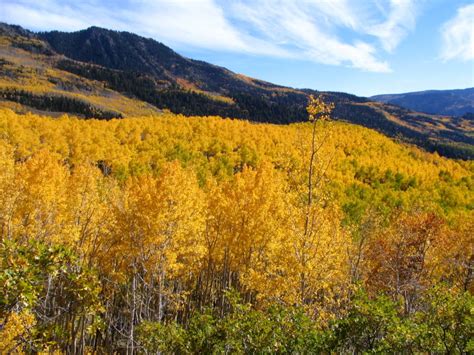 Pando, The Tree Colony That's The Heaviest Organism On Earth