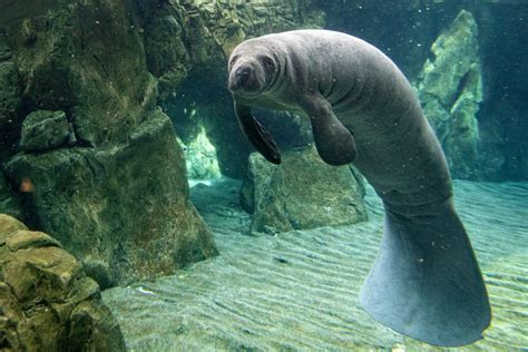 Can You Eat Manatee and How Does It Taste?