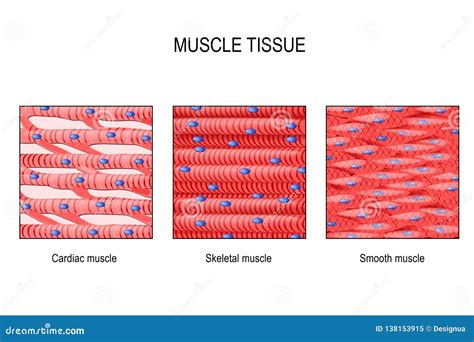 Cardiac Muscle Diagram