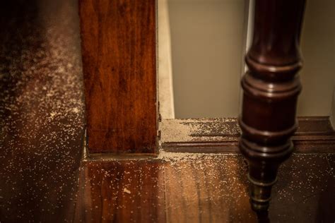 Warning Signs Of Termites In Your Furniture – How To Identify & Treat Them